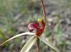 Arachnorchis oenochila - Wine Lipped Spider Orchid.jpg